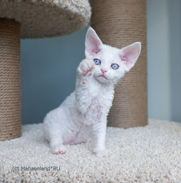 питомник девон рексов Mahaonland котята девон рексы белые