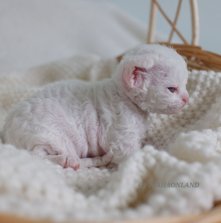 белый котенок девон рекс питомник Махаонленд девон рексы