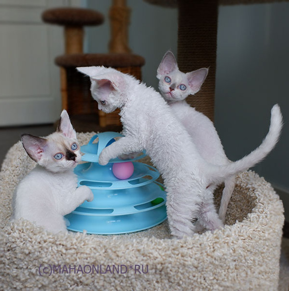 питомник девон рексов Mahaonland*RU котята девон рексы купить в москве питере